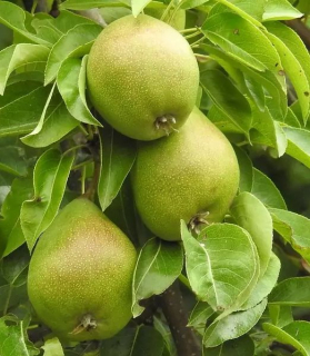 Hruška obyčajná 'Nano'